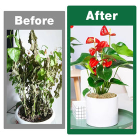 Zeedix renewable moss bundle, sustainably harvested and reusable