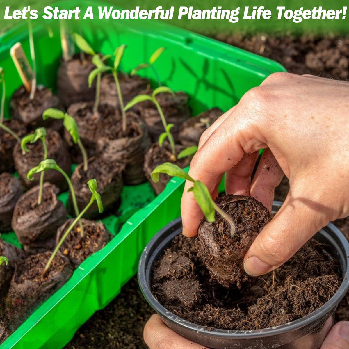 Garden setup using ZeeDix seed pellets for easy seed starting