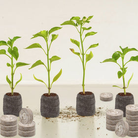 ZeeDix seed starter pack 300pcs for versatile growing starts.