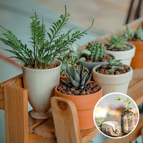 Zeedix versatile uses for vegetables, herbs, and flowers