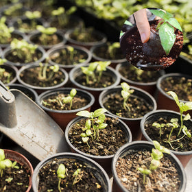 ZeeDix versatile pellets for vegetables, herbs and flowers