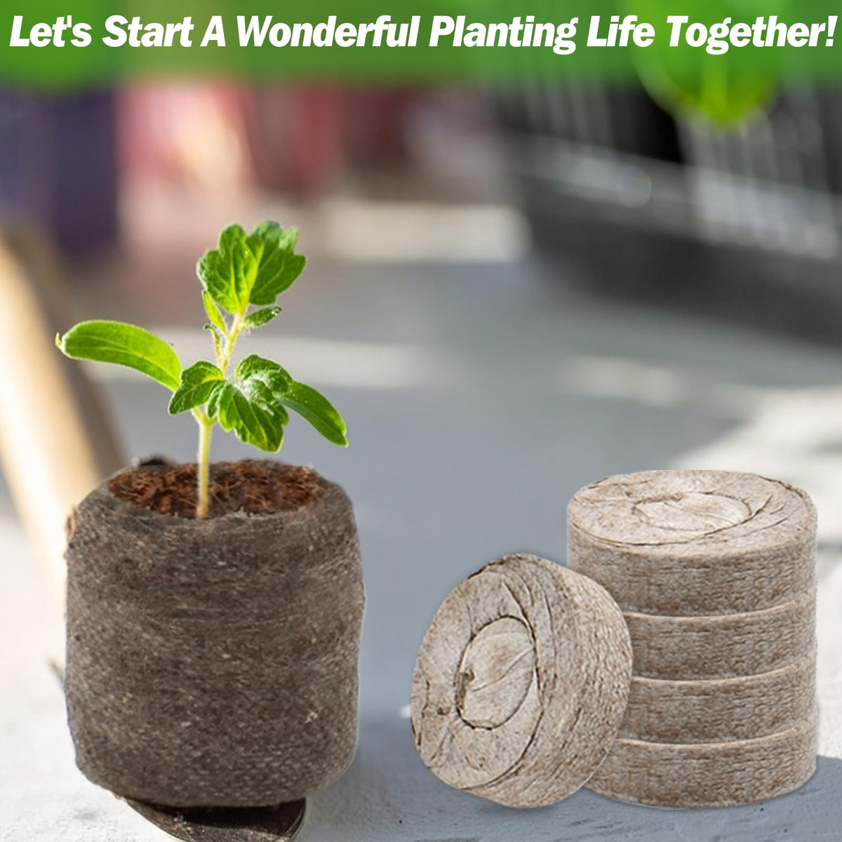 ZeeDix seed starter system simplifies family gardening and planting projects.