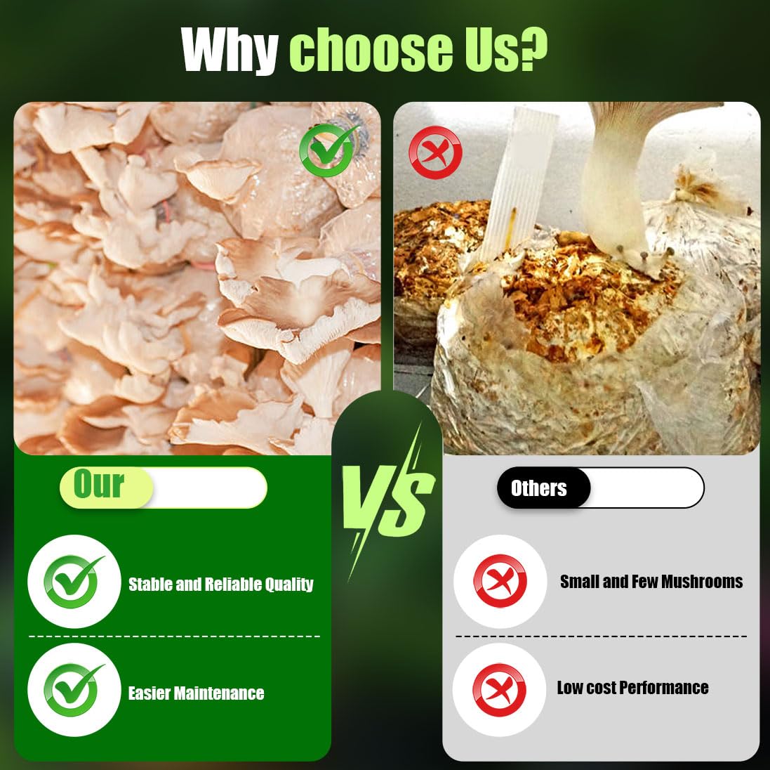 Zenrok mushroom grow bag demonstrates tear-resistant design during substrate swelling.