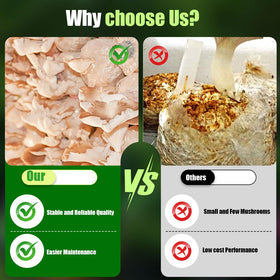Zenrok mushroom grow bag demonstrates tear-resistant design during substrate swelling.