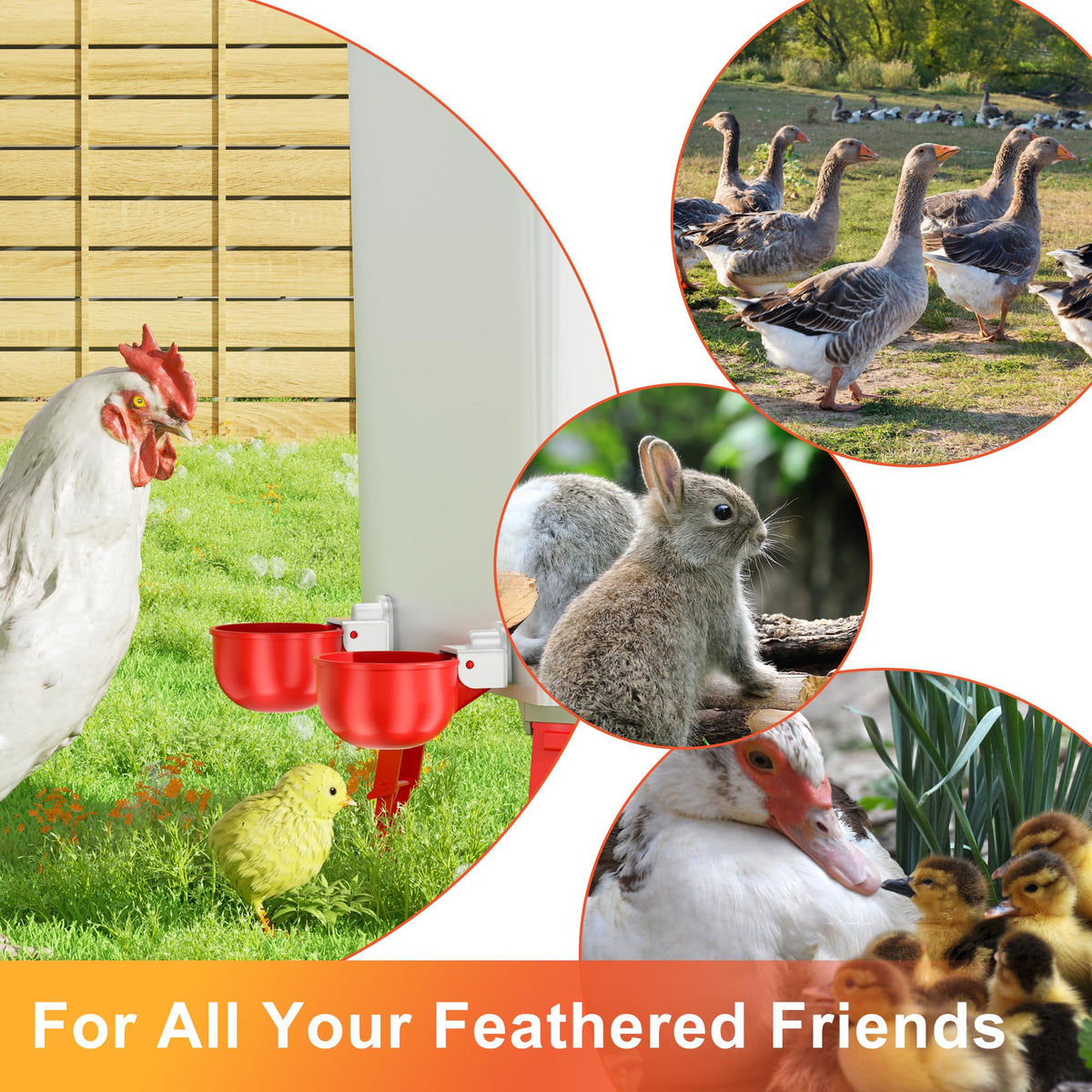 ZenxyHoC waterer cups detach for quick cleaning and hygiene