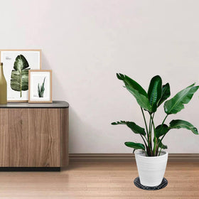 Zeromall indoor outdoor plant riser adapts to any room setting.