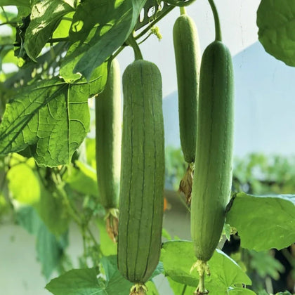 ZEshops luffa seed packet for easy home garden planting