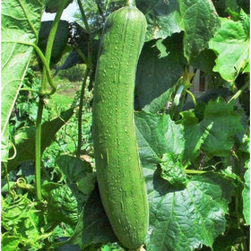 ZEshops backyard garden luffa on a trellis in full sun