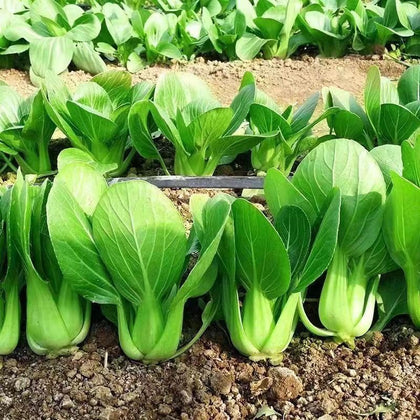 ZEshops Chinese cabbage seeds 1000-pack ideal for quick home harvests.