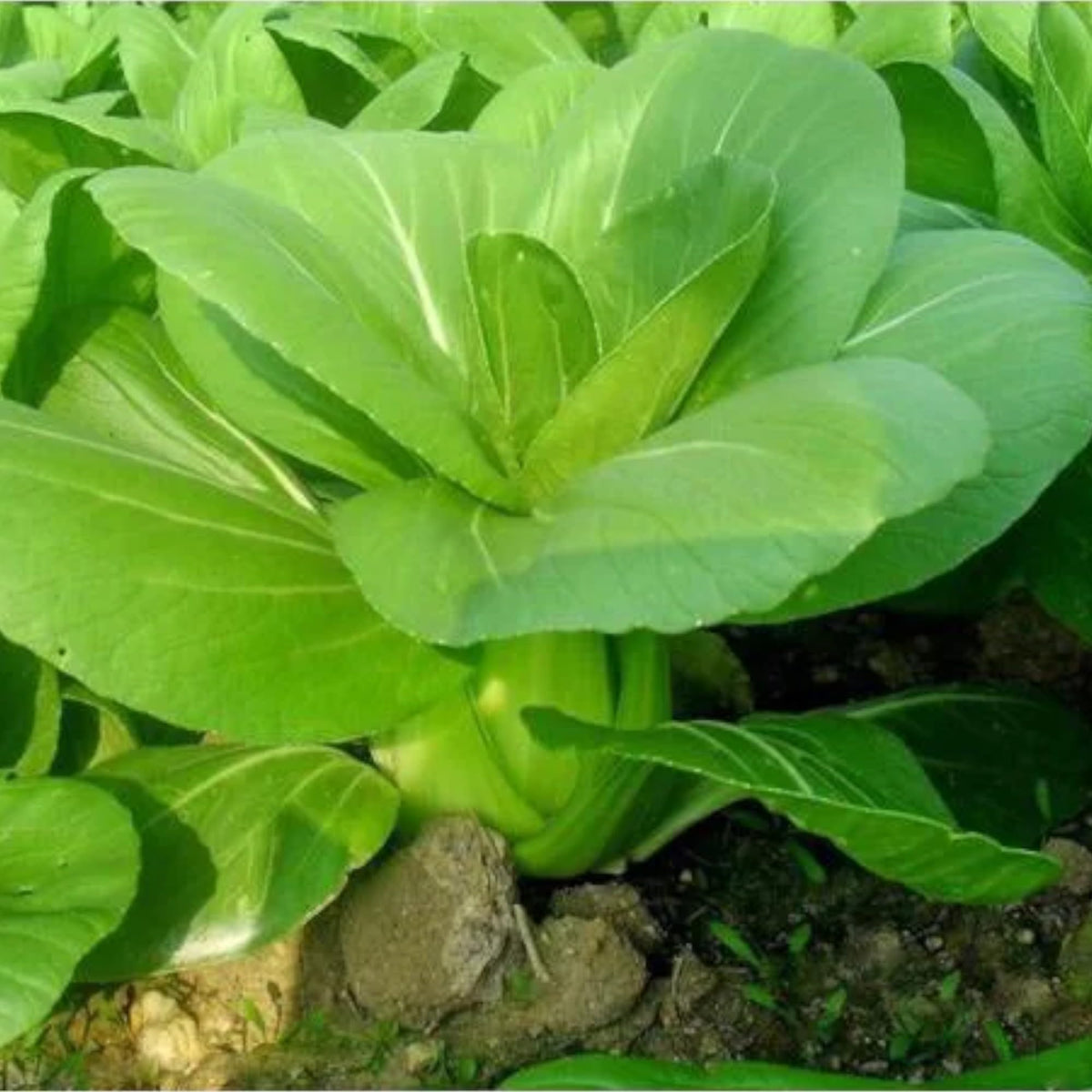 ZEshops Chinese cabbage seeds germination under proper sun and moisture.