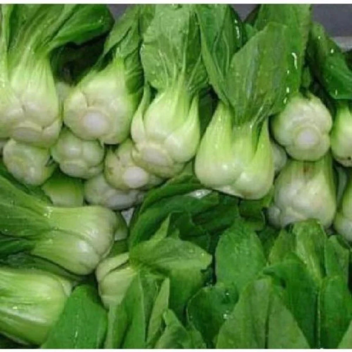 ZEshops Chinese cabbage greens ready for salads and stir-fries.