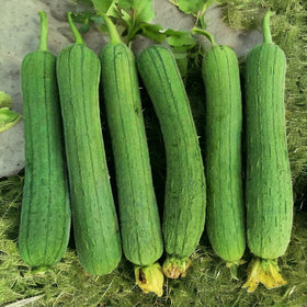 ZEshops dried loofah sponges from mature gourds