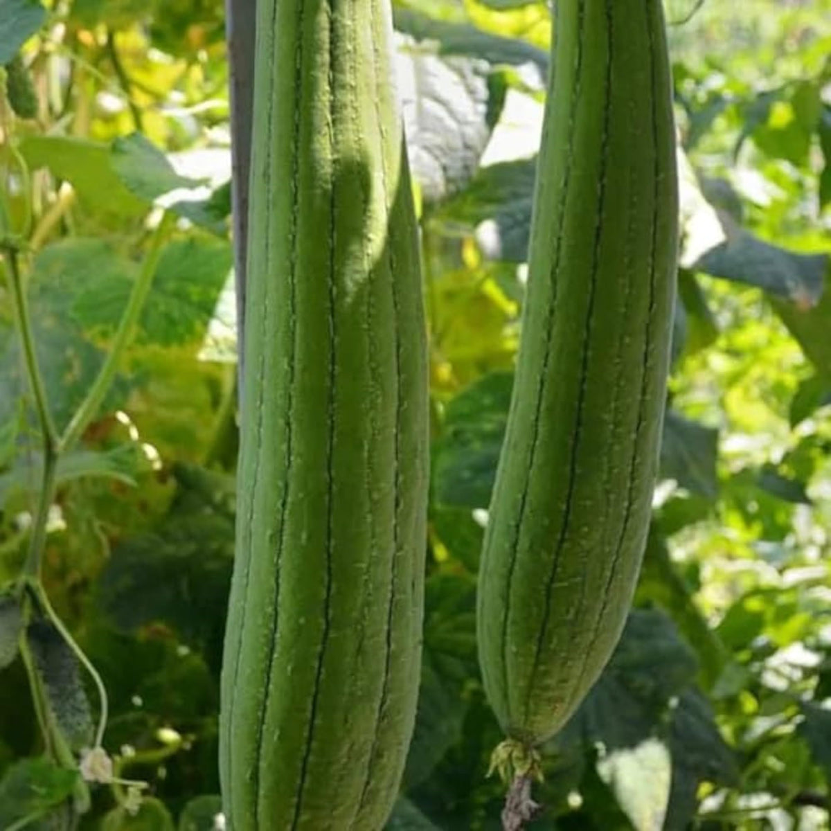 ZEshops young luffa fruits on a vine for fresh harvest