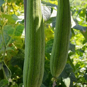 ZEshops young luffa fruits on a vine for fresh harvest