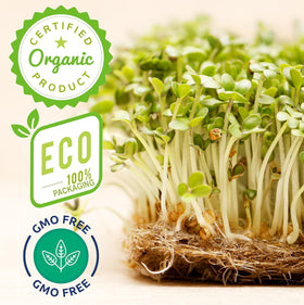 ZestiGreens broccoli seeds microgreens tray: vibrant greens for salads and wraps.