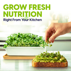 ZESTIGREENS broccoli seeds for quick, nutrient-dense greens.