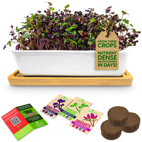 ZESTIGREENS ceramic microgreens planter for kitchen growing, stylish and durable.