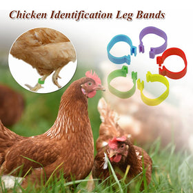 ZiftMART plastic poultry leg rings offer durable, long lasting identification for flocks