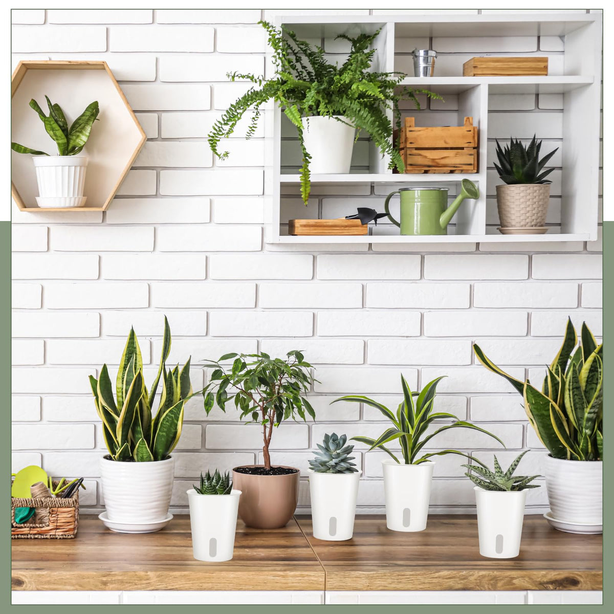 Ziliny 10-pack lets you create a mini indoor garden.