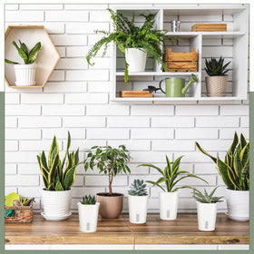 Ziliny 10-pack lets you create a mini indoor garden.