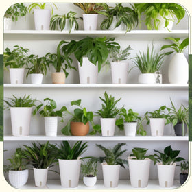 Ziliny gift-ready self-watering set ideal for plant lovers.