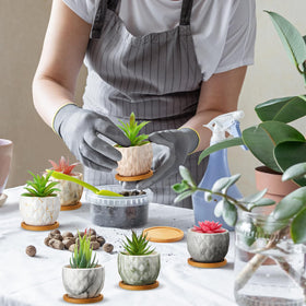 Ziliny six-pack marbling pots suited for succulents, herbs, or cacti.