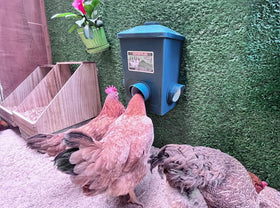 ZINZINULER adjustable-height design accommodates birds of all sizes.