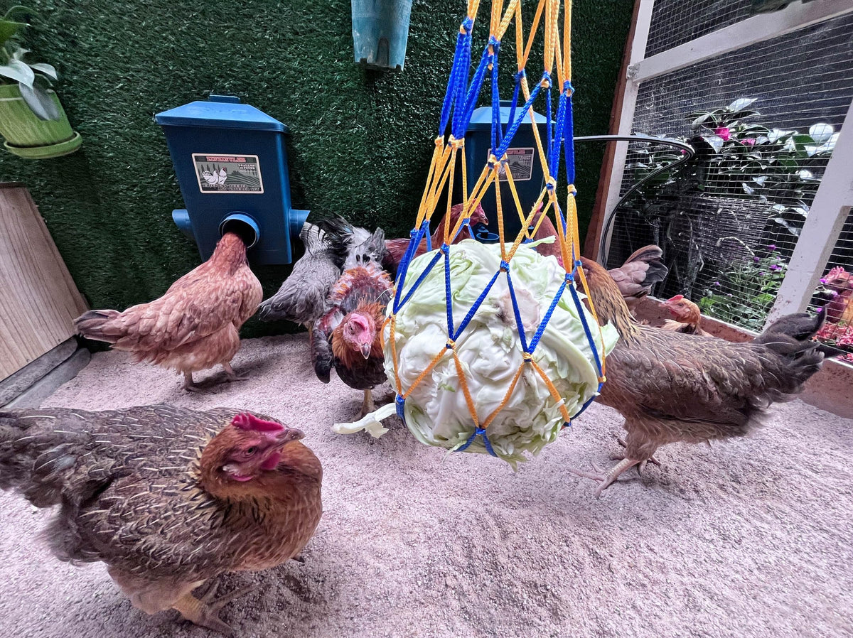 ZINZINULER waterer suitable for chickens, ducks, geese, and other birds