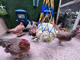 ZINZINULER waterer suitable for chickens, ducks, geese, and other birds