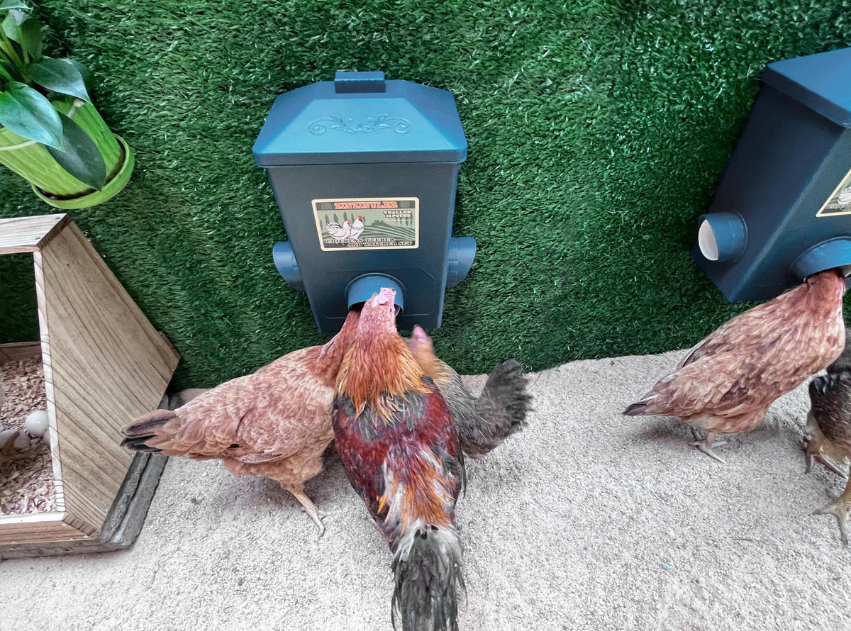 ZINZINULER coop accessories help keep feed organized and accessible for chickens.