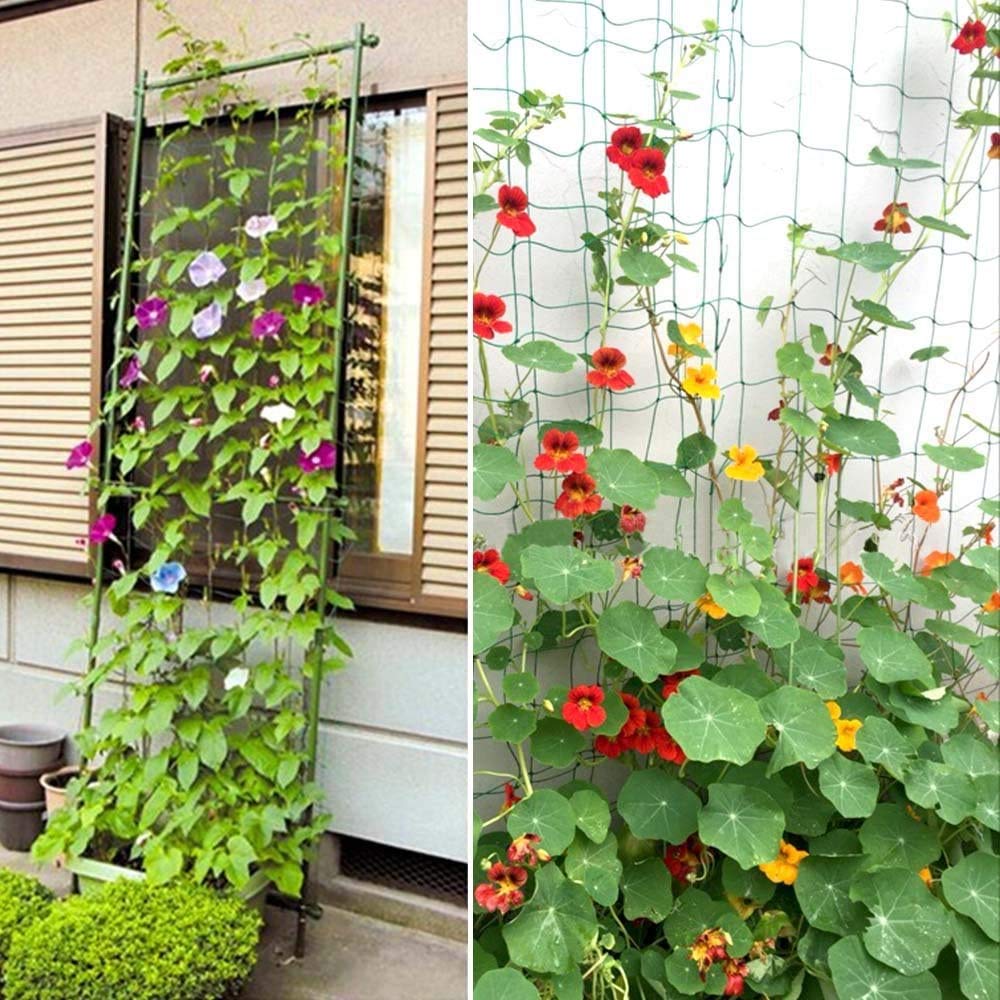Zivisk climbing-plants support ideal for urban gardens.
