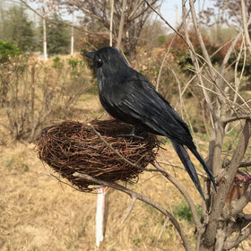 ZODIFEVI Bonarty crows in long-tailed form for dramatic outdoor display.