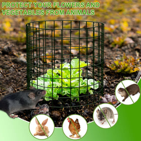 ZOKCC cages stand 13.7 inches tall for low-to-mid height plants.