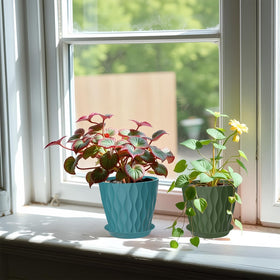 Zople indoor-outdoor plant pots used for various houseplants and herbs.
