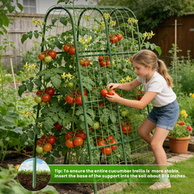 ZPMOCKAQ cucumbers and beans climb the sturdy trellis frame.