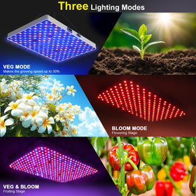 ZRYBOMY Veg mode promotes vegetative growth in seedlings