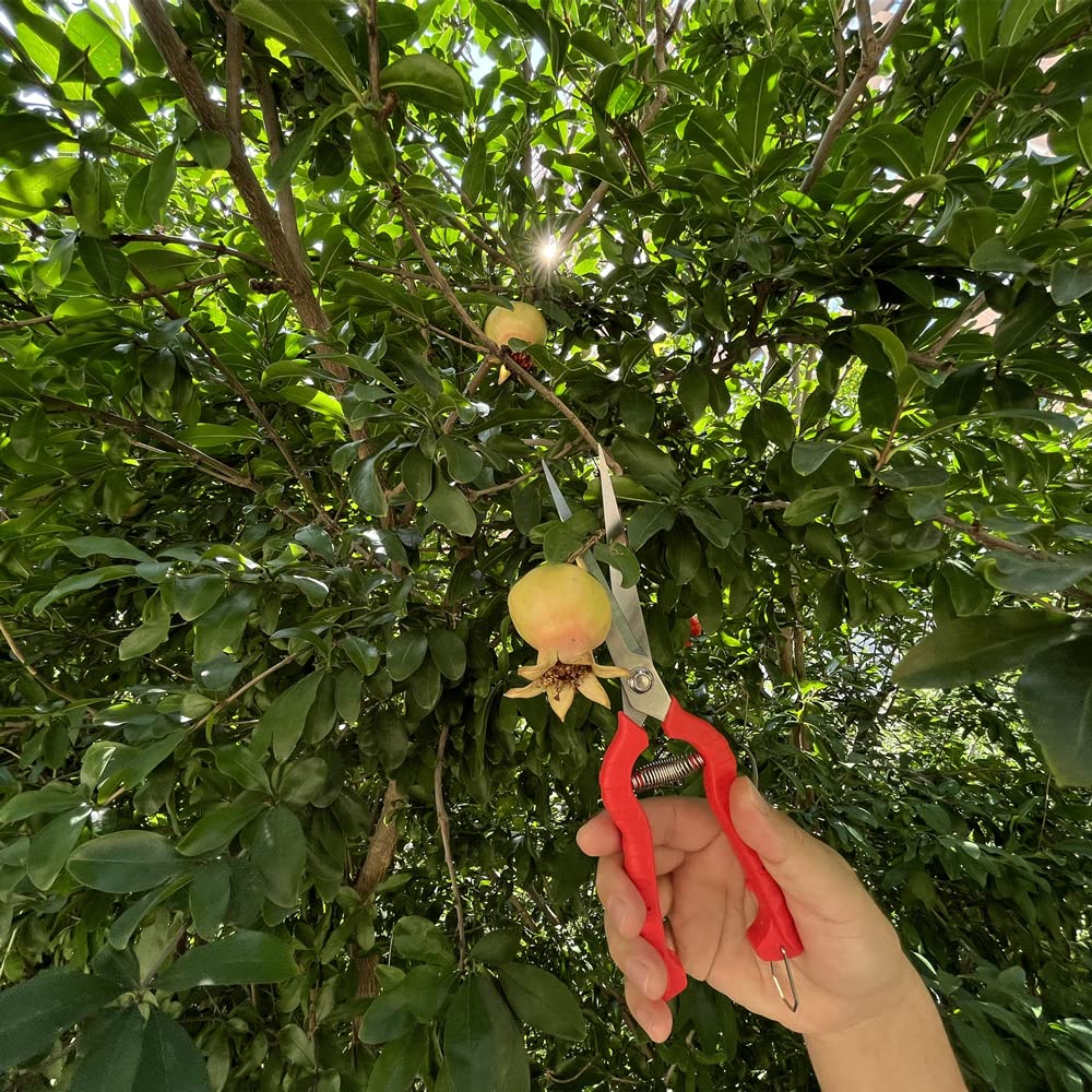 Zsling pruning shears in use on thin branches with control