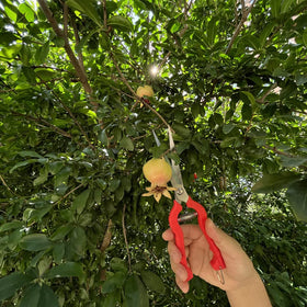 Zsling pruning shears in use on thin branches with control