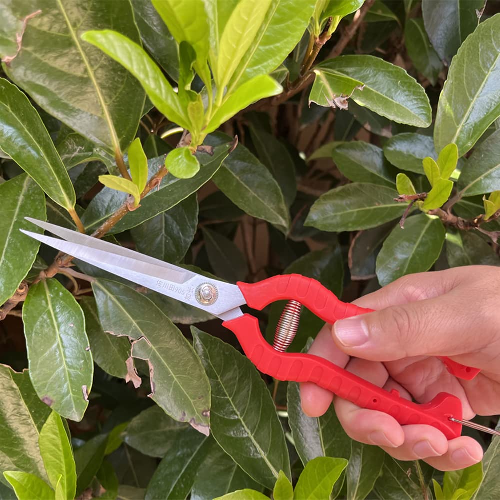 Zsling fruit tree pruning in garden or orchard