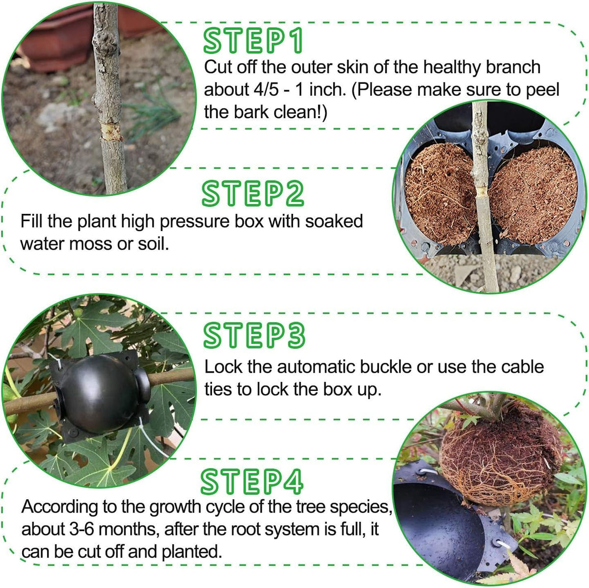 ZUCKBOX system shows roots within 6-8 weeks after setup.