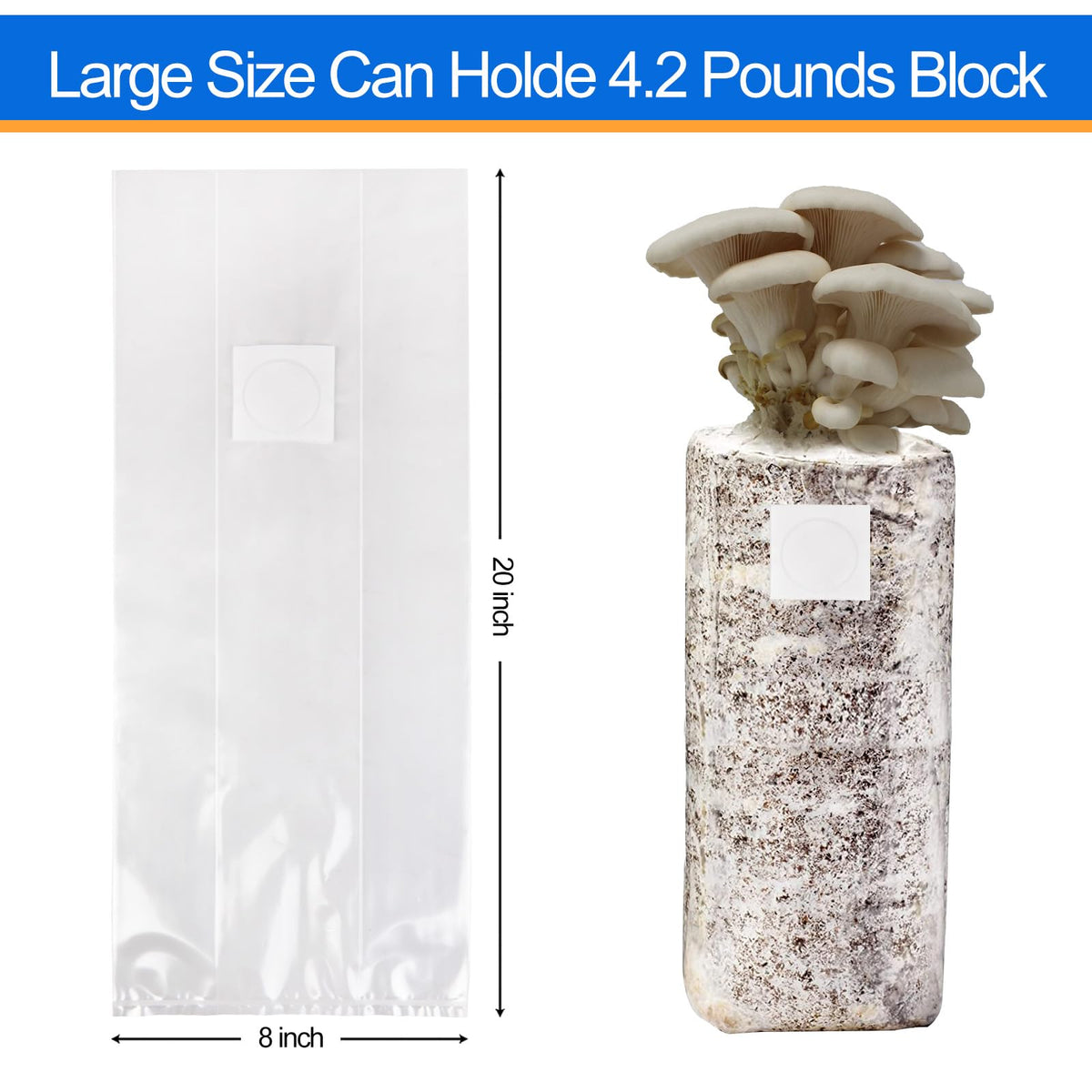 zwxt mushroom bag showing 8x5x20 size for roomy cultivation