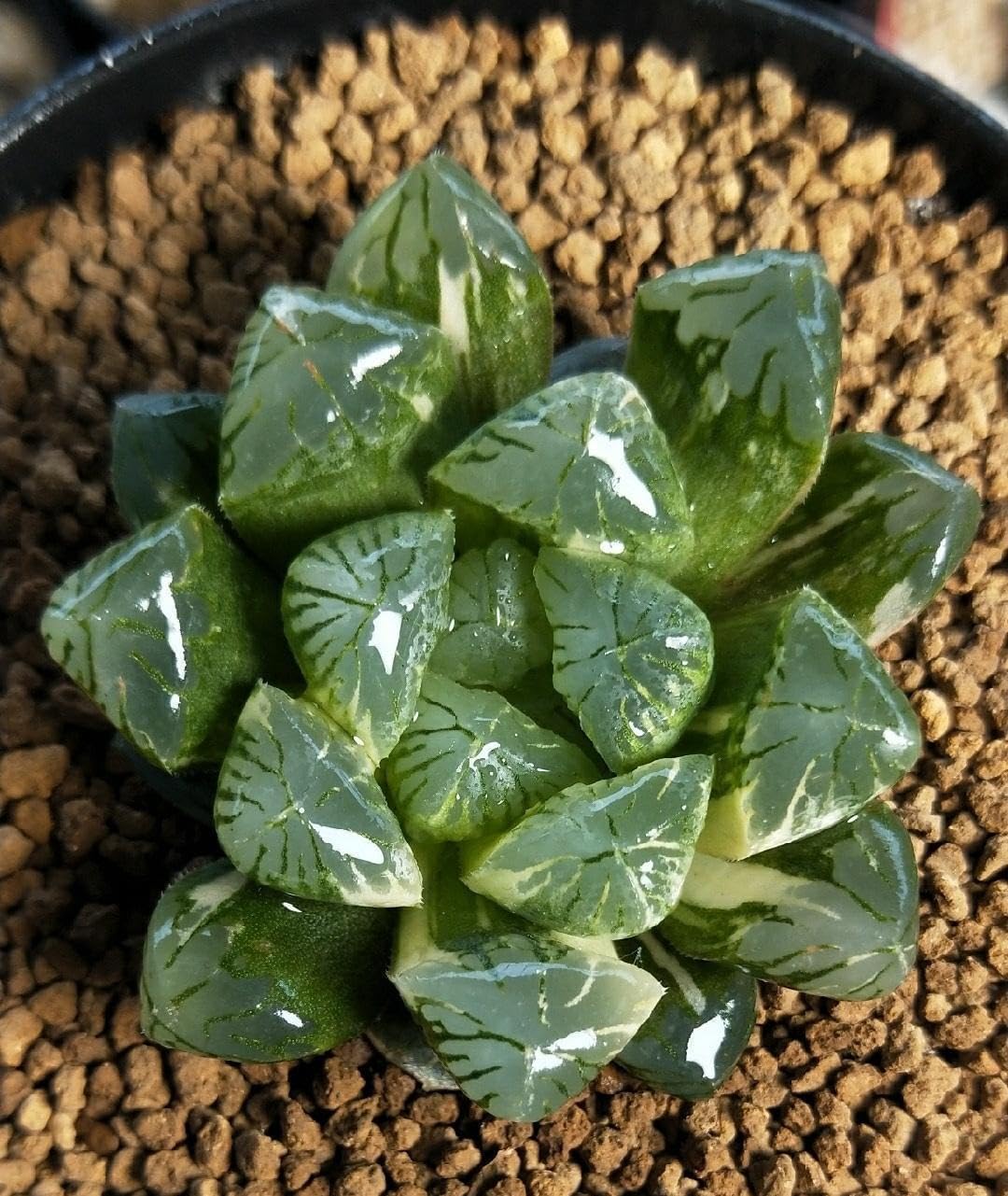 Akadama substrate used as top-dressing to boost soil drainage and performance