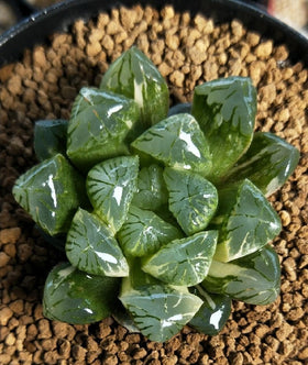 ZzbTwinkle Bonsai soil color-change irrigation guide helps watering timing.